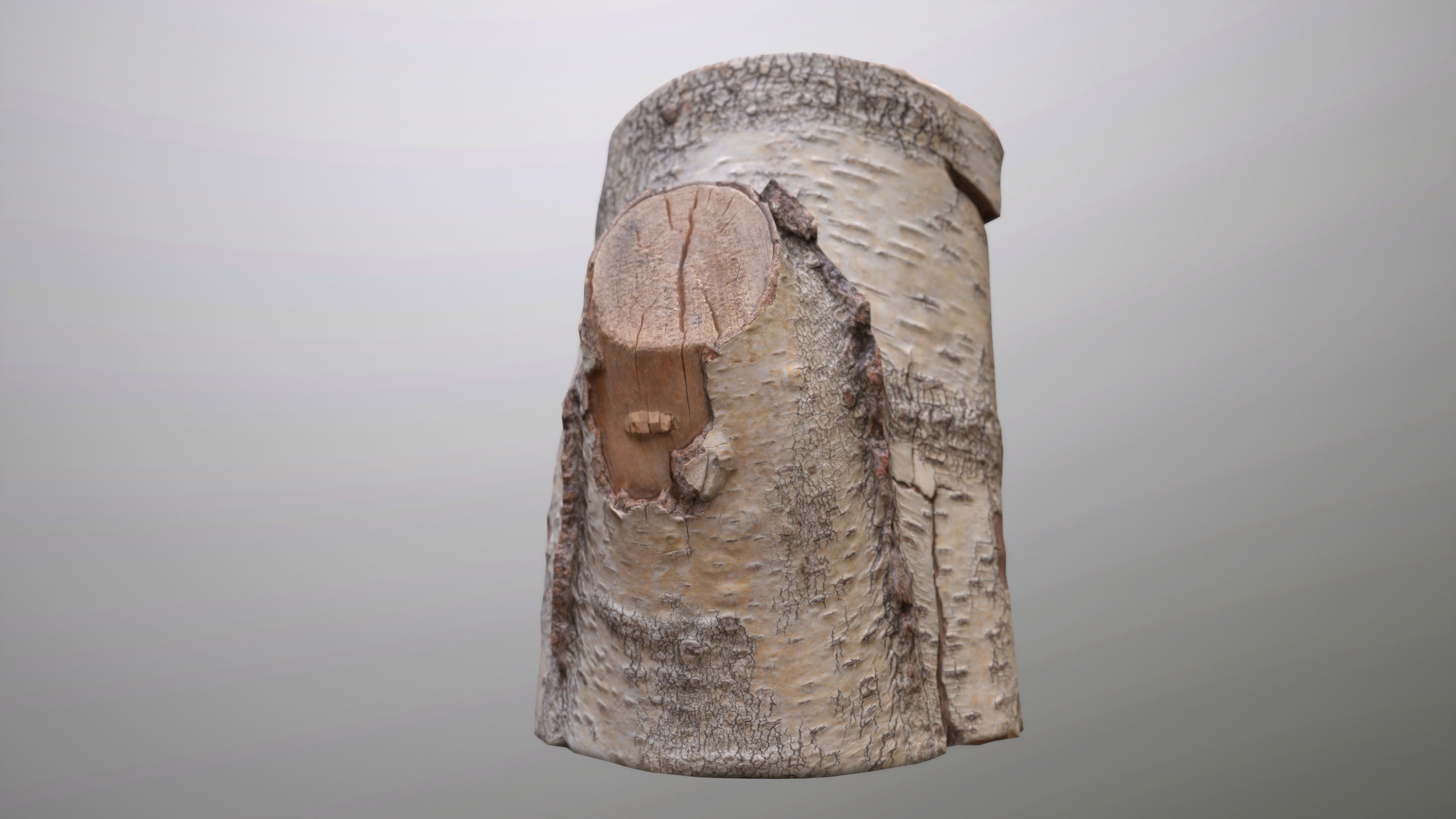Birch Tree Stump Low-poly 3D model_18