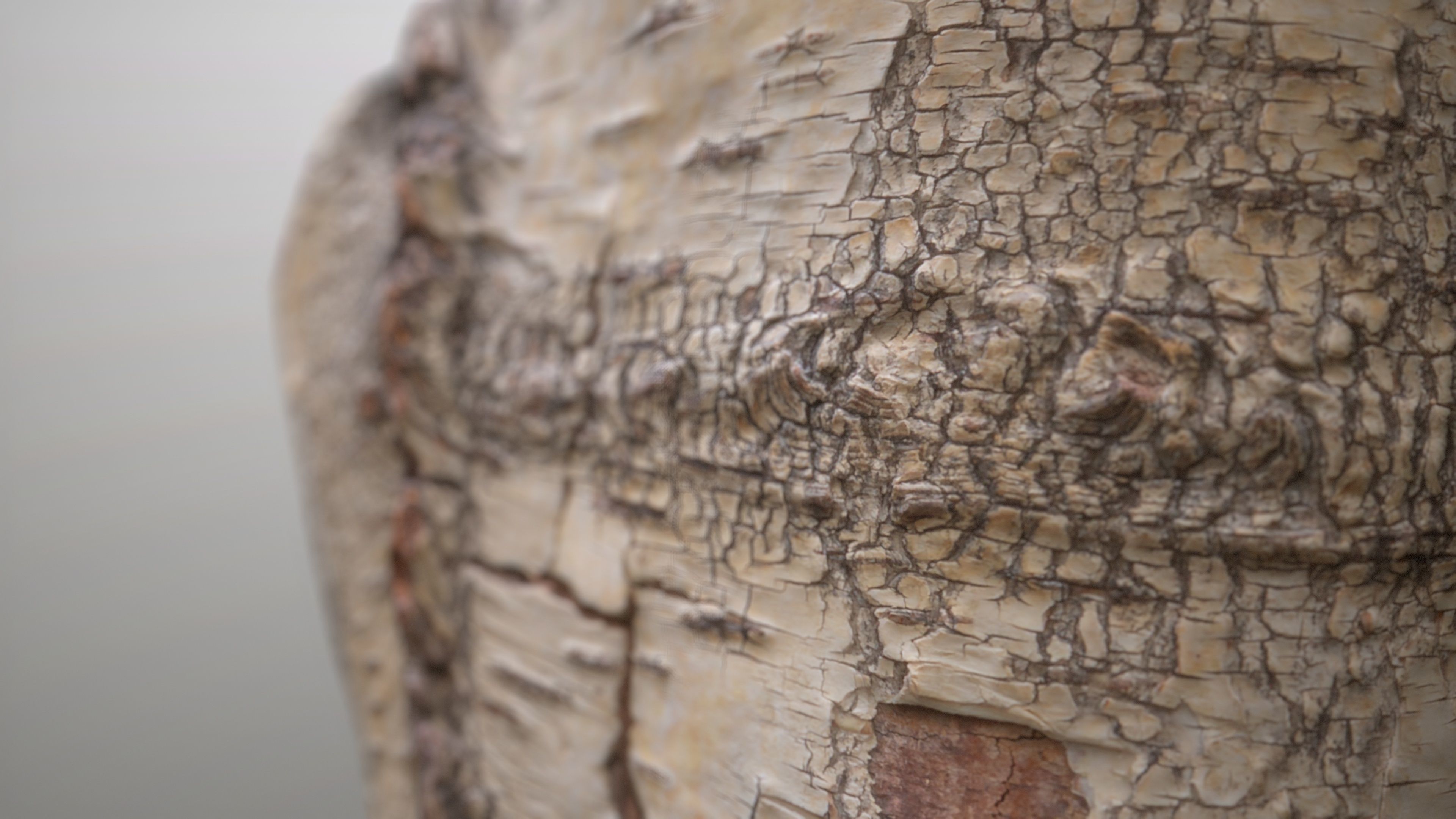 Birch Tree Stump Low-poly 3D model_20