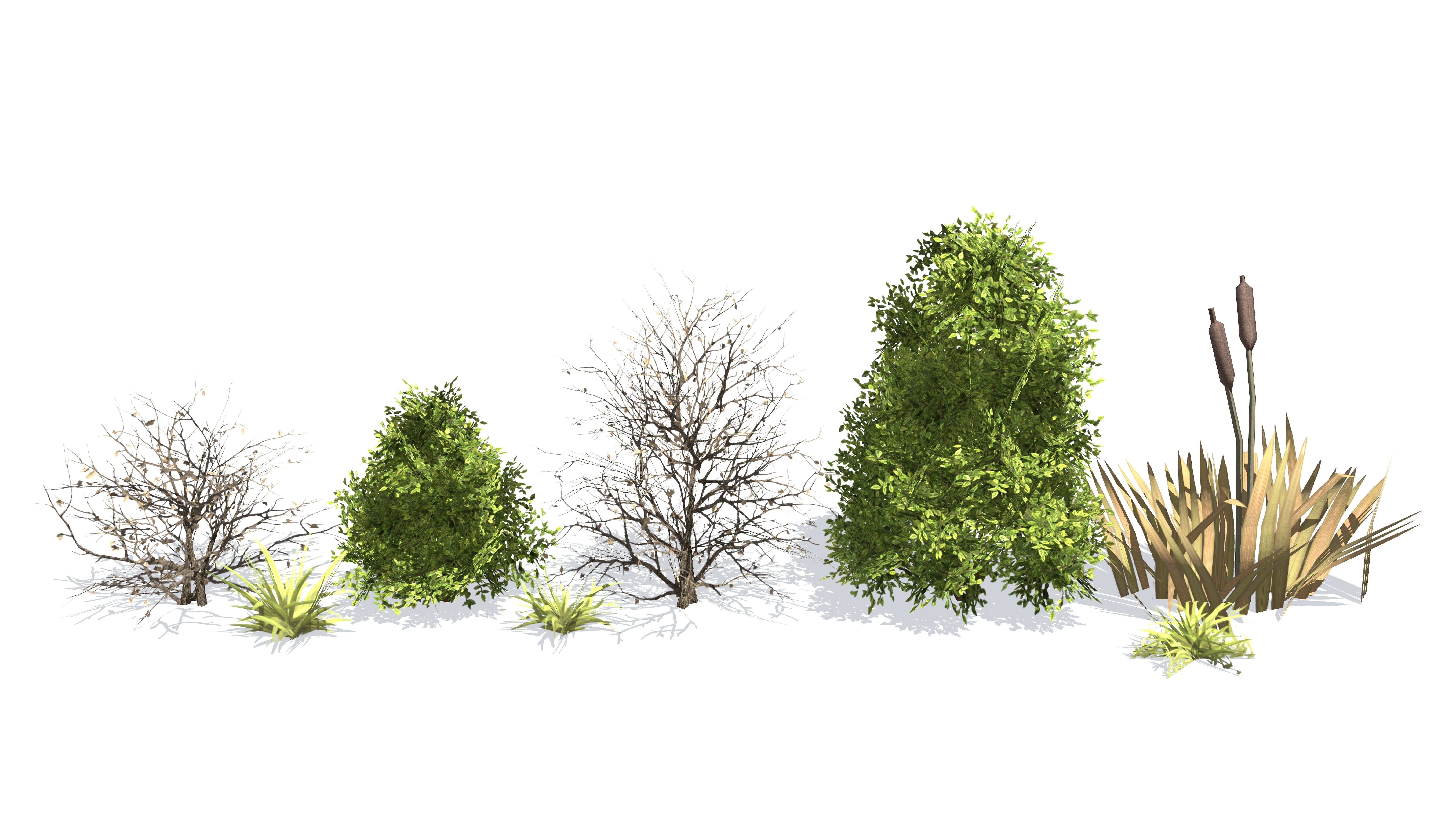 Plants - Game Ready cattail reeds Low-poly 3D model_1