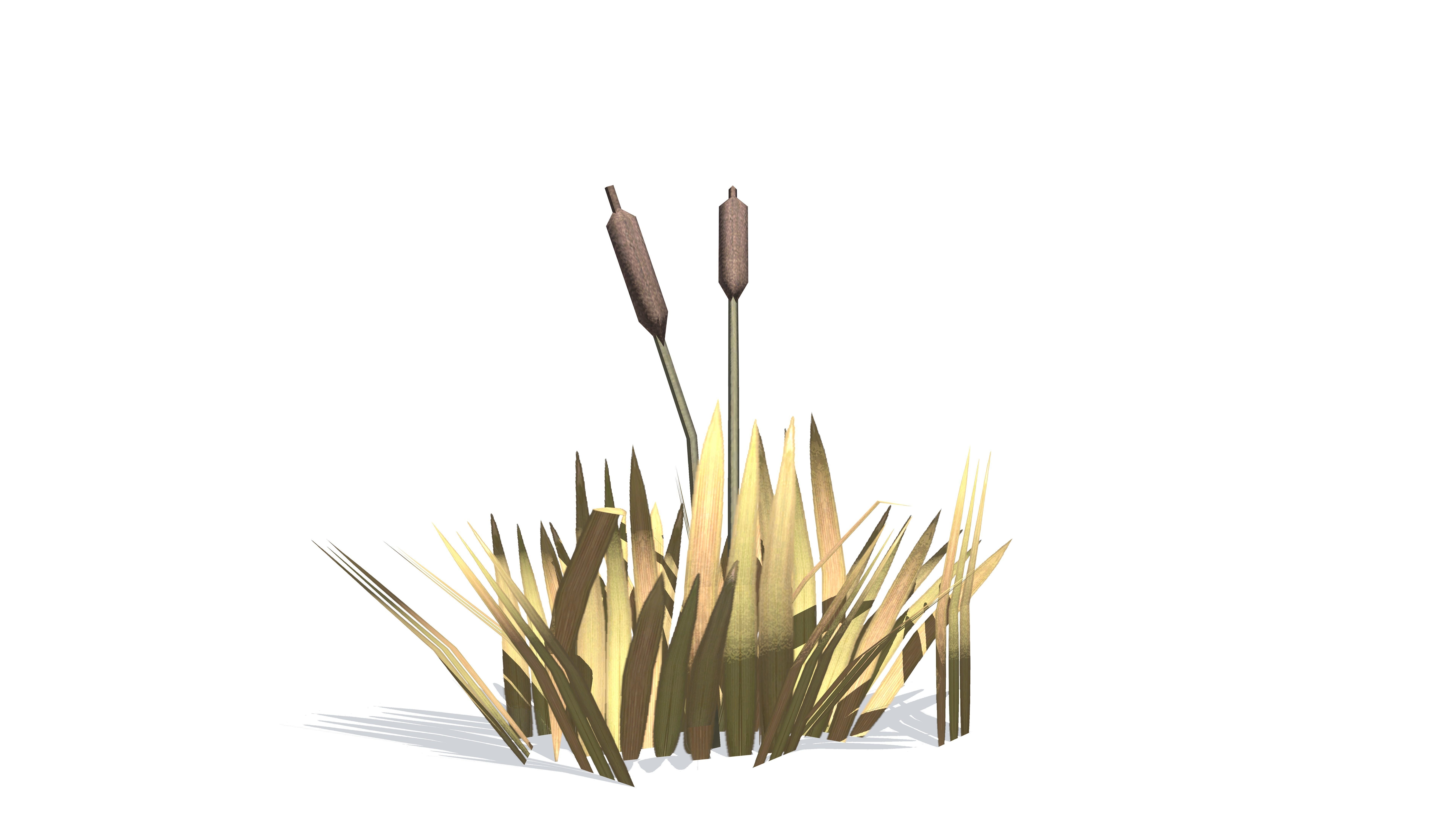 Plants - Game Ready cattail reeds Low-poly 3D model_8