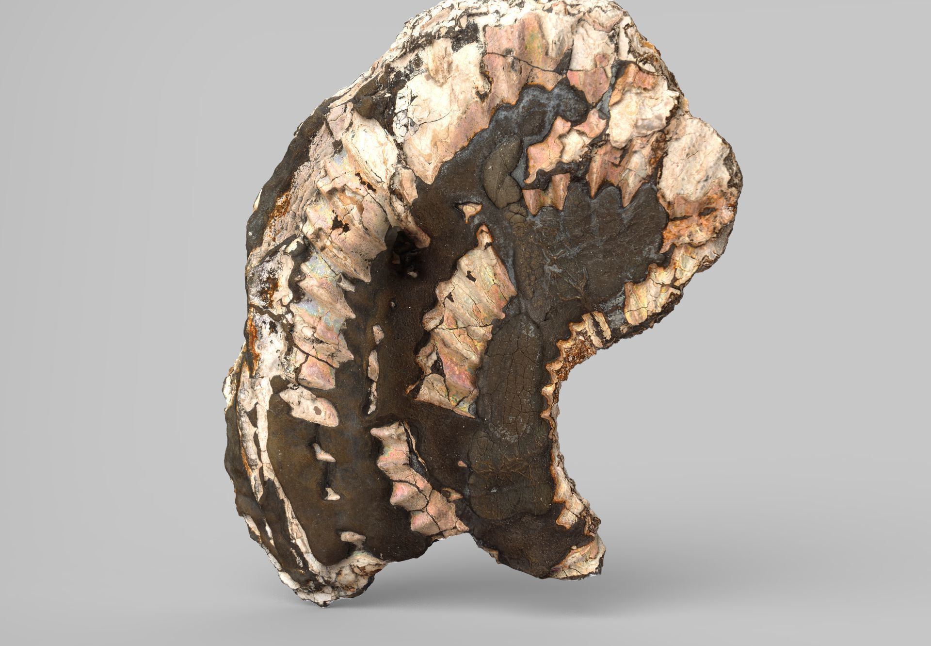 Pyritized ammonite with mother-of-pearl Low-poly 3D model_2