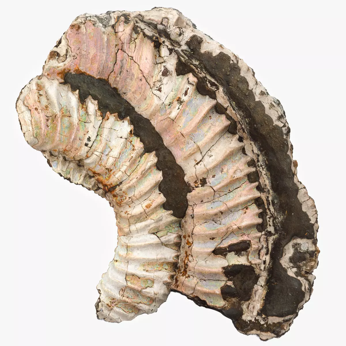 Pyritized ammonite with mother-of-pearl Low-poly 3D model_0