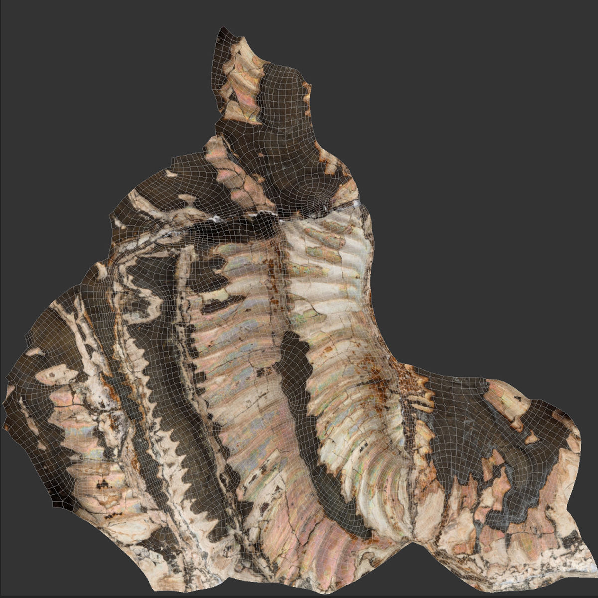 Pyritized ammonite with mother-of-pearl Low-poly 3D model_7