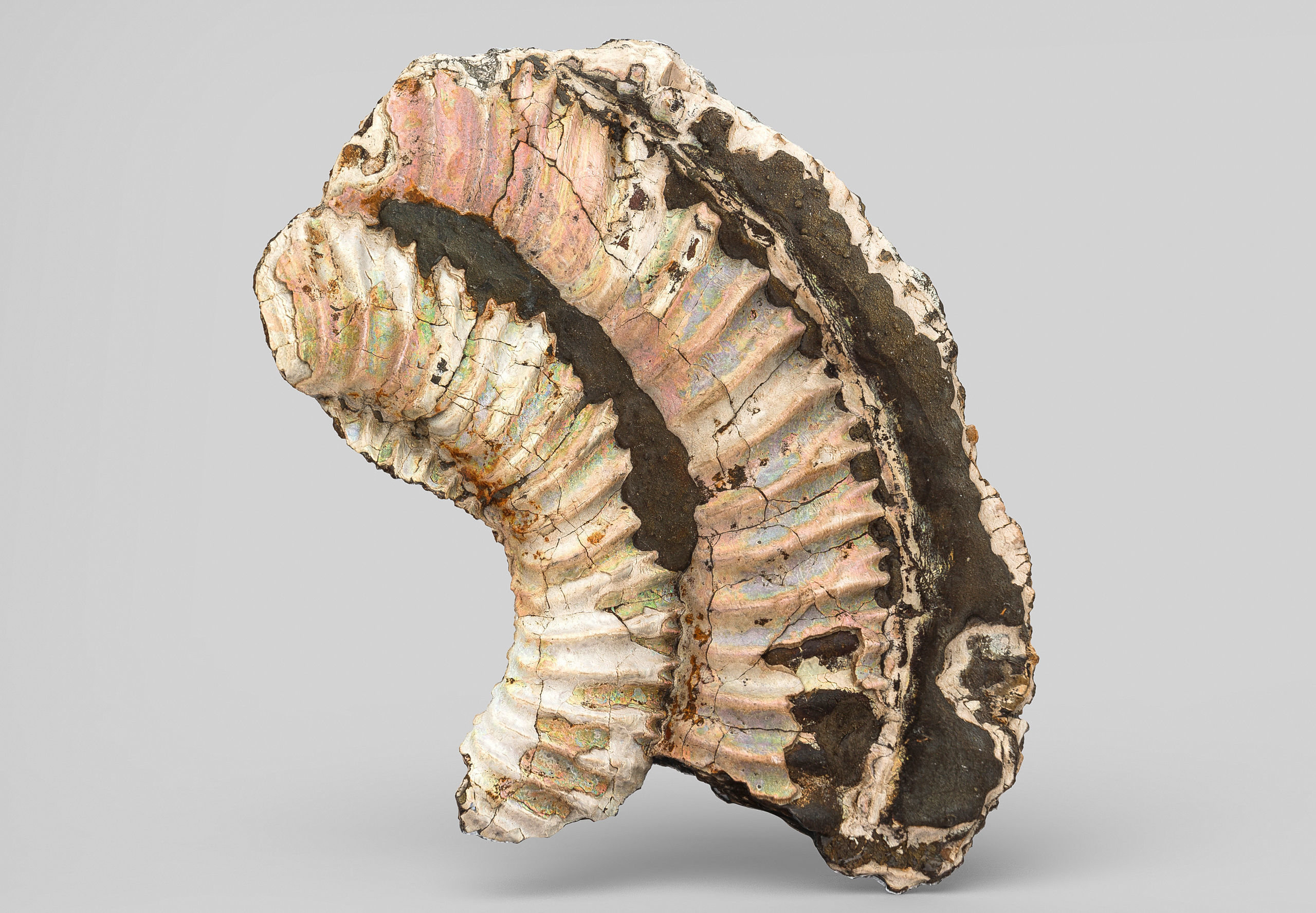 Pyritized ammonite with mother-of-pearl Low-poly 3D model_3