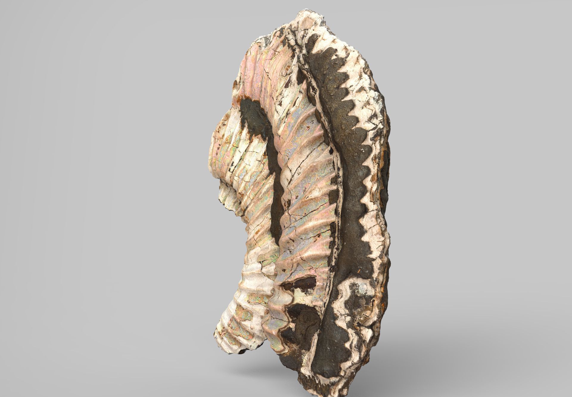 Pyritized ammonite with mother-of-pearl Low-poly 3D model_4