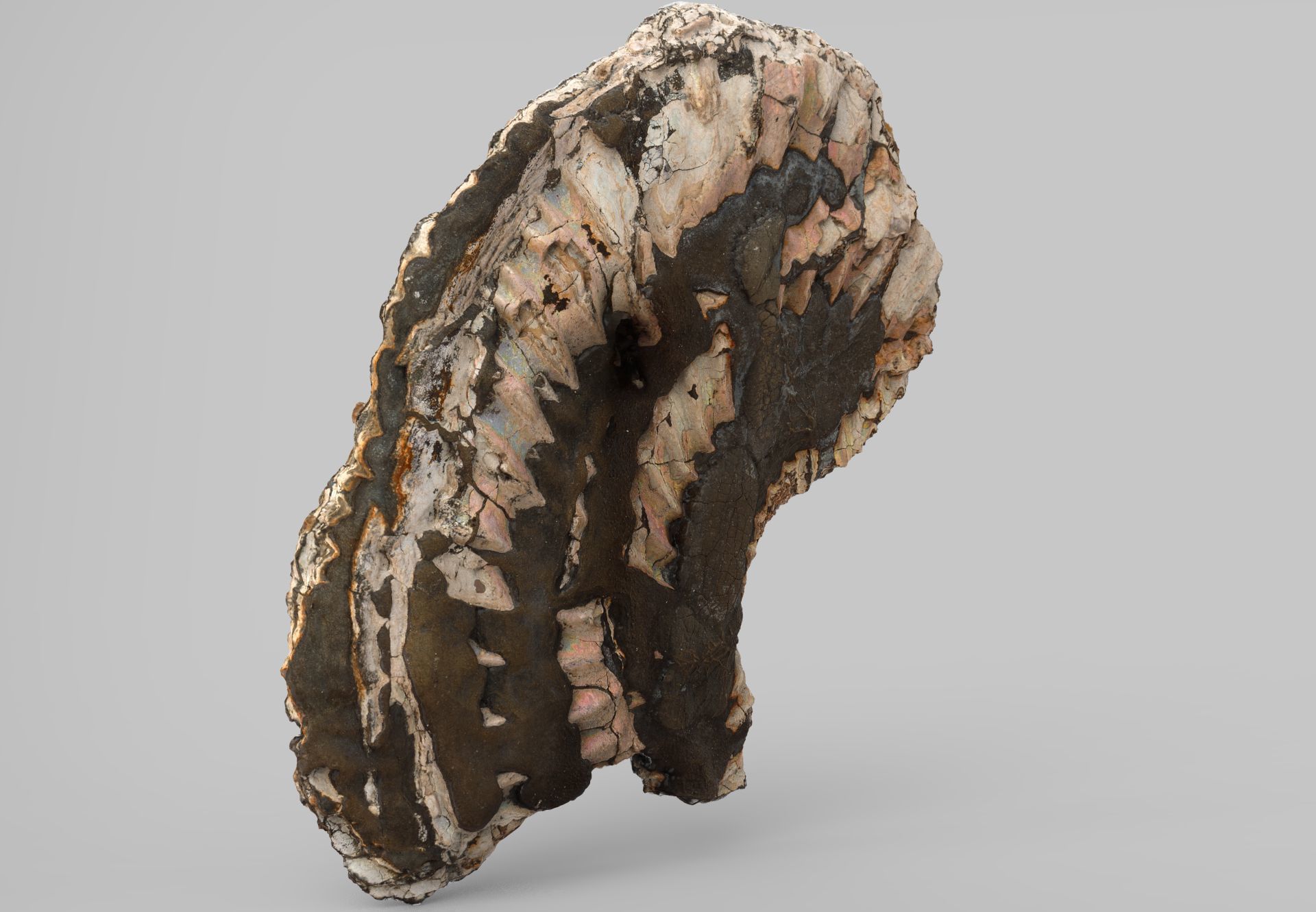 Pyritized ammonite with mother-of-pearl Low-poly 3D model_5