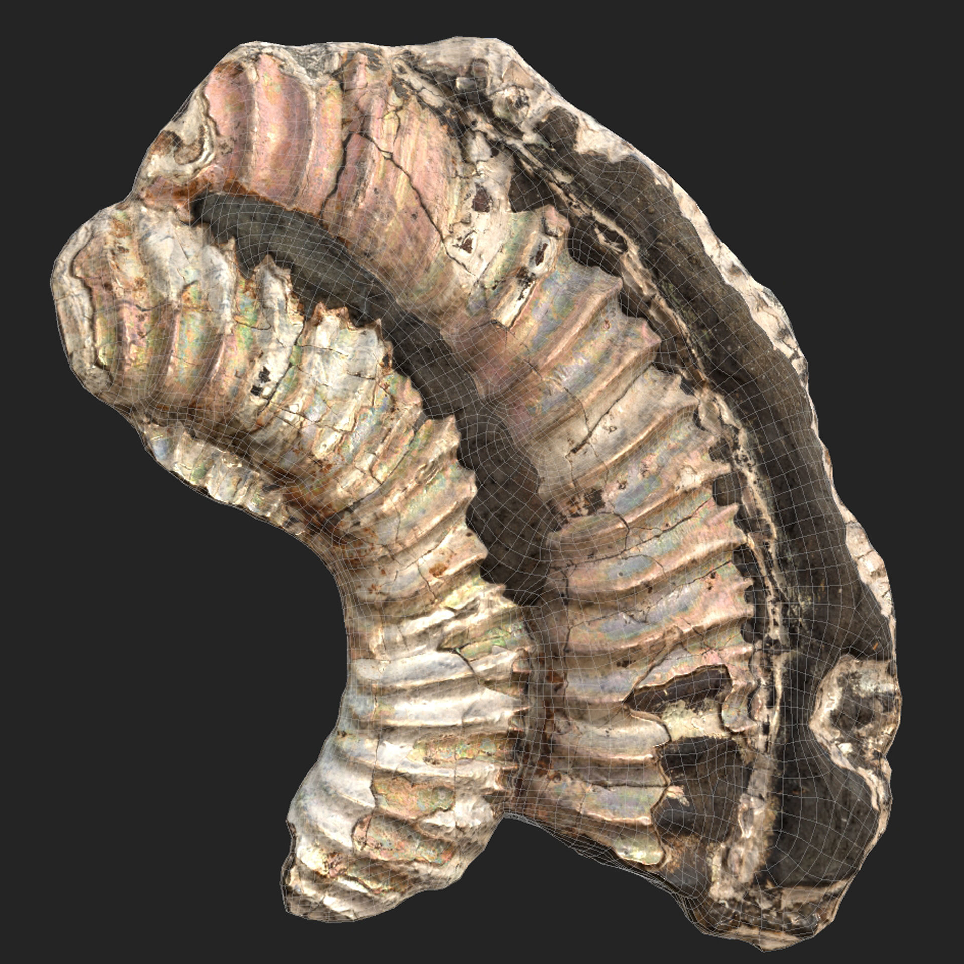 Pyritized ammonite with mother-of-pearl Low-poly 3D model_6