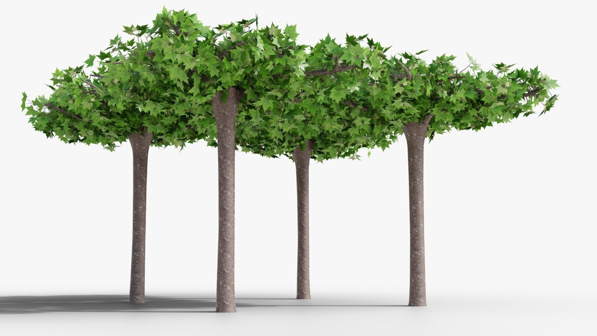 Platanus hispanica roof form 3D model_1