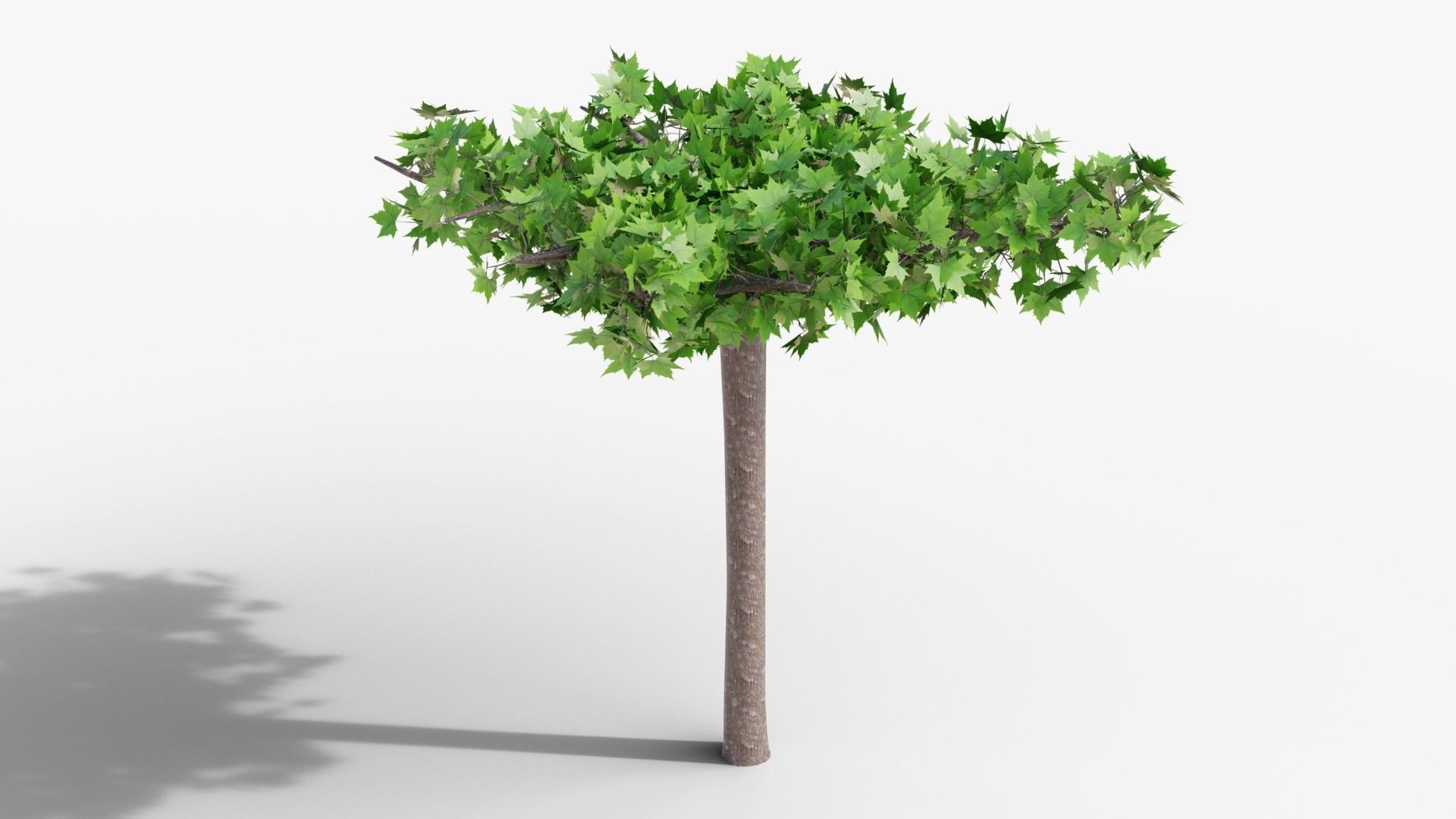 Platanus hispanica roof form 3D model_2