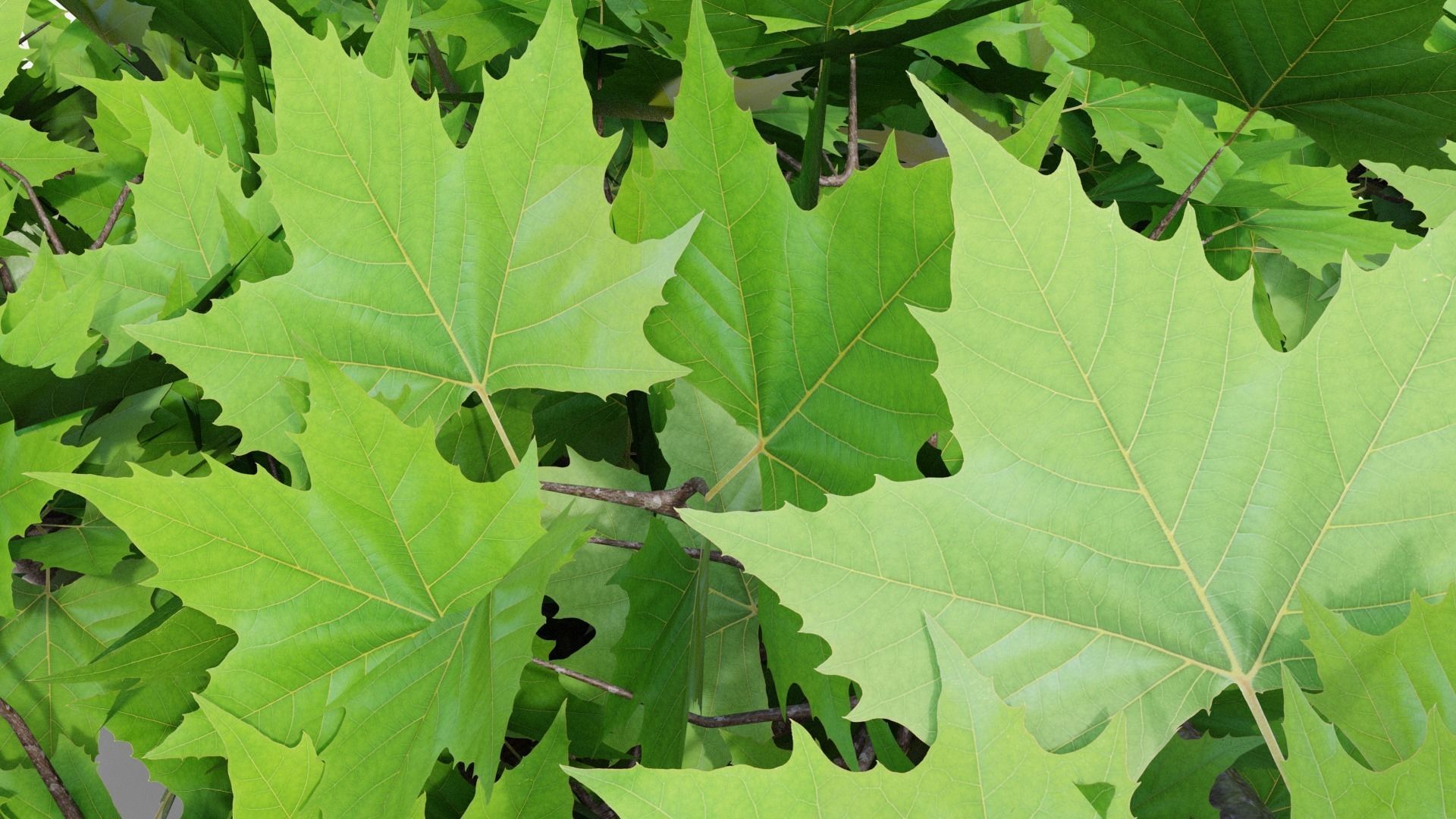 Platanus hispanica roof form 3D model_6