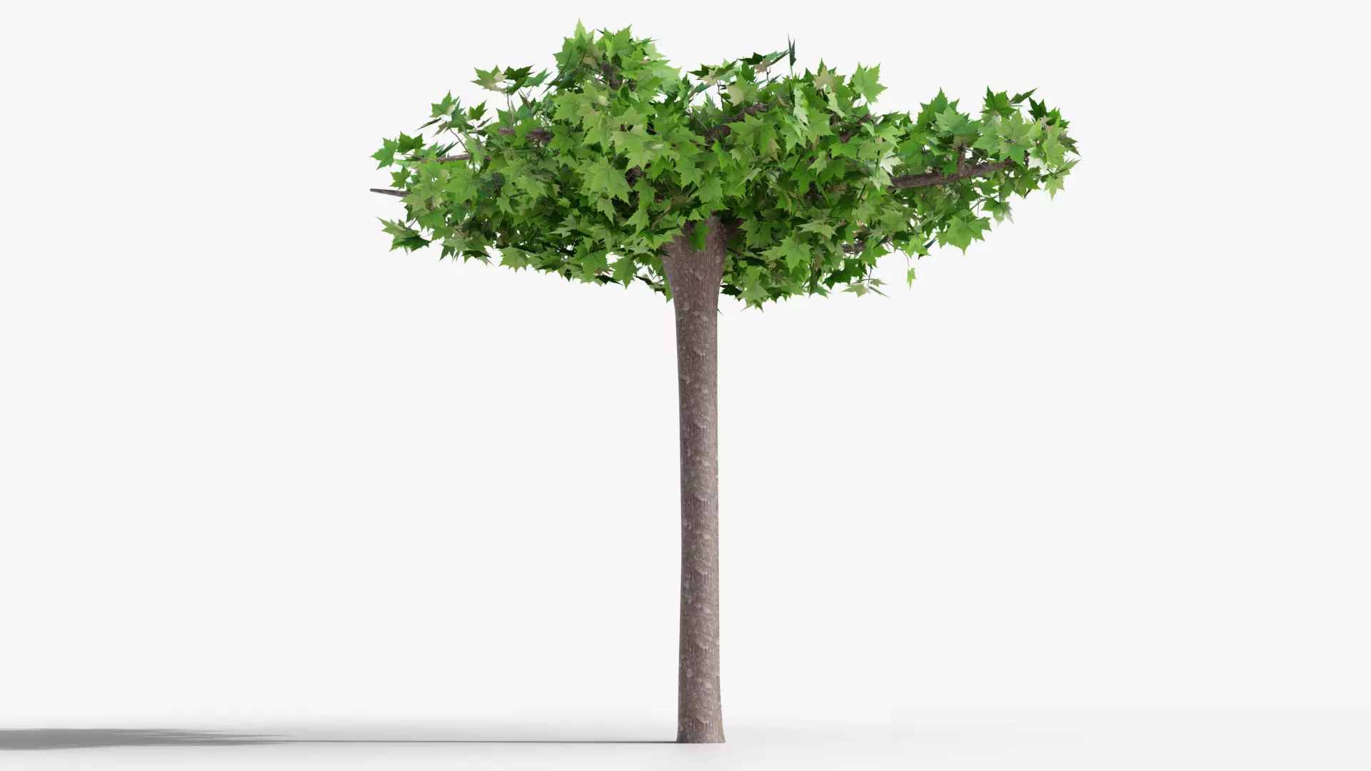Platanus hispanica roof form 3D model_0