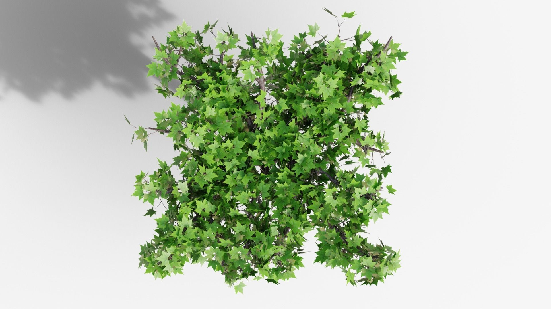 Platanus hispanica roof form 3D model_4