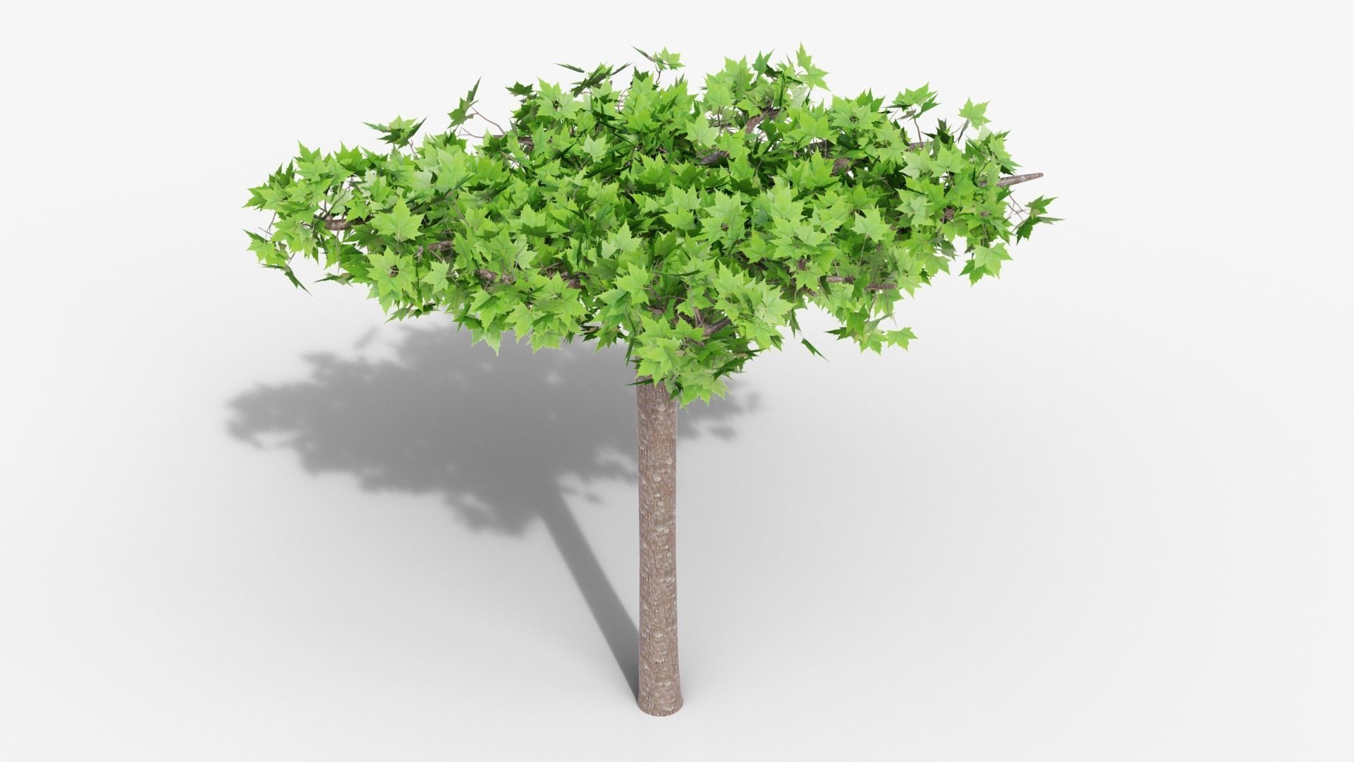 Platanus hispanica roof form 3D model_3