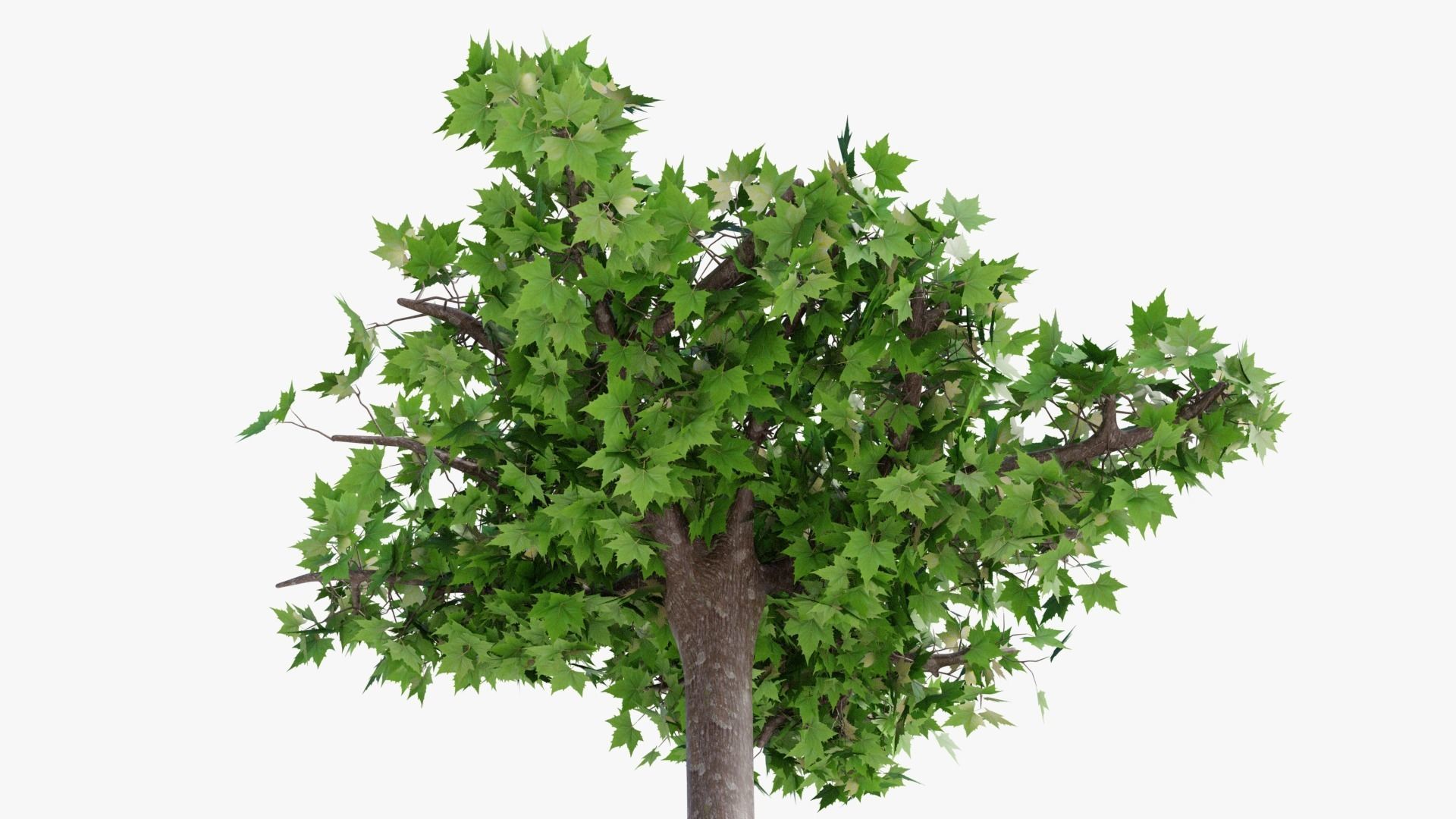 Platanus hispanica roof form 3D model_9