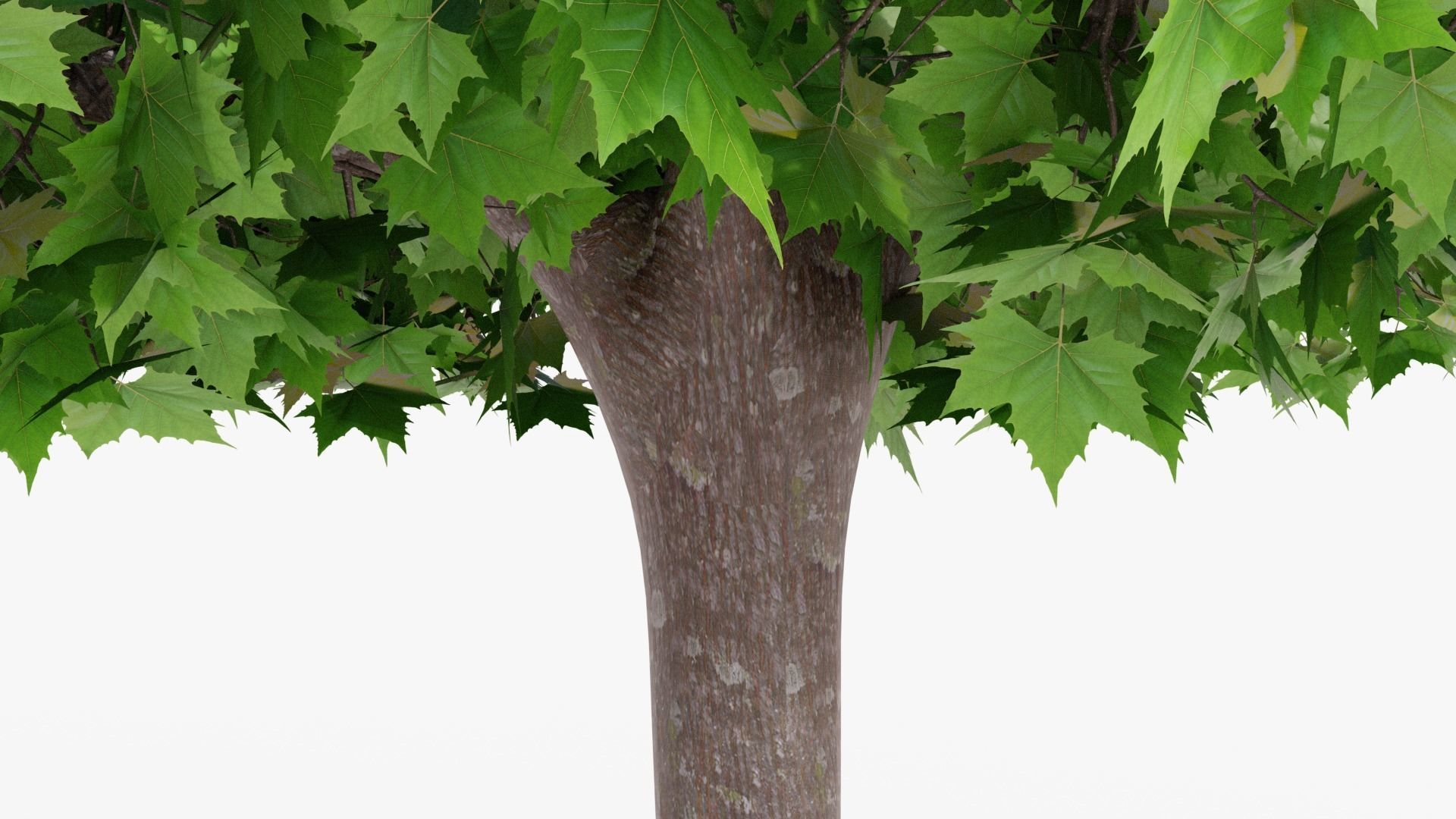Platanus hispanica roof form 3D model_5