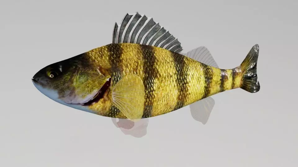 Bony Fish Low-poly 3D model_0