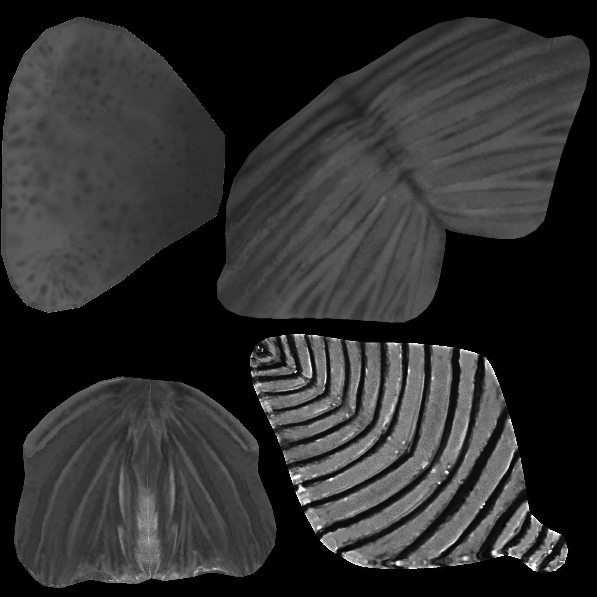 Bony Fish Low-poly 3D model_6