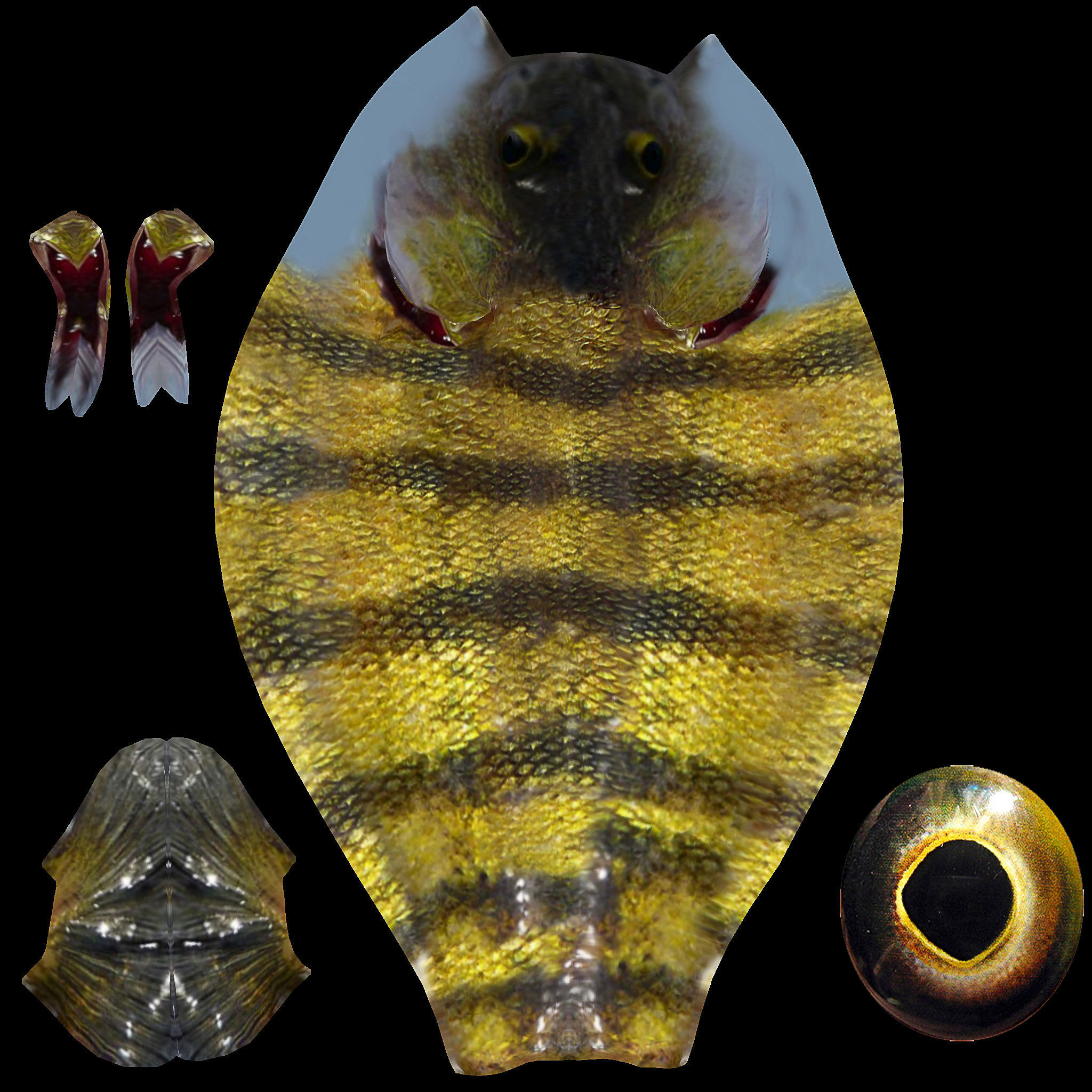 Bony Fish Low-poly 3D model_2