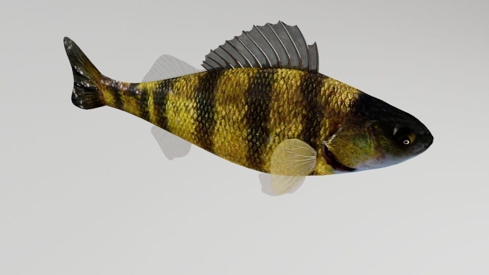 Bony Fish Low-poly 3D model_1