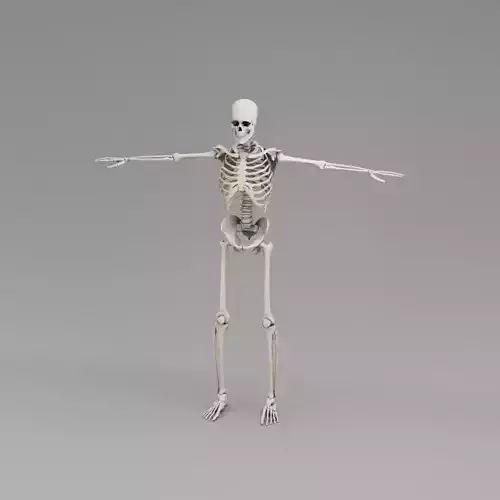 Skeleton System