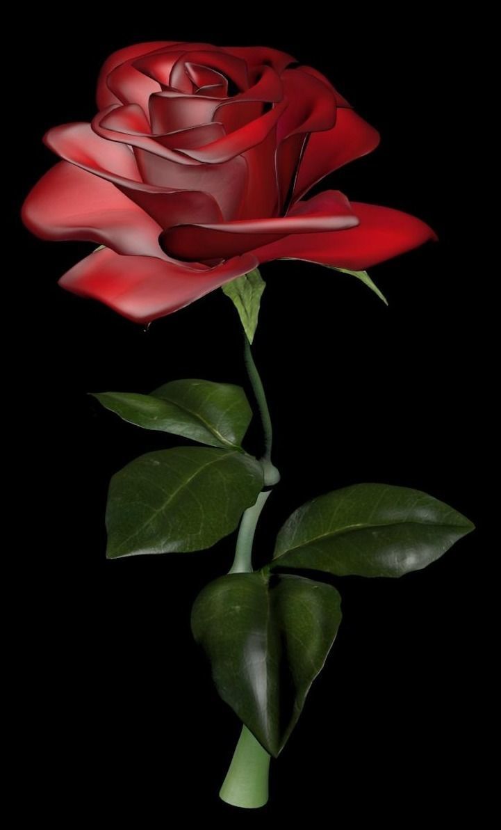 Rose 3D Model 3D model_8