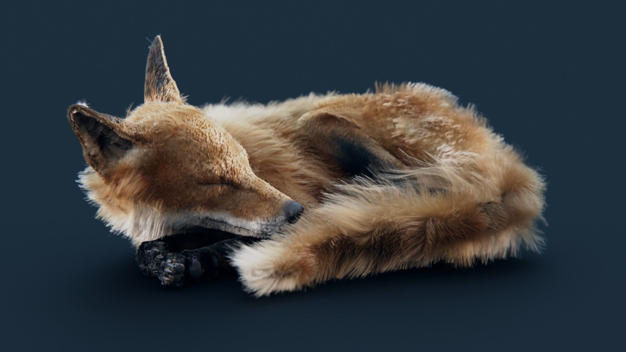 red fox 3D model_4