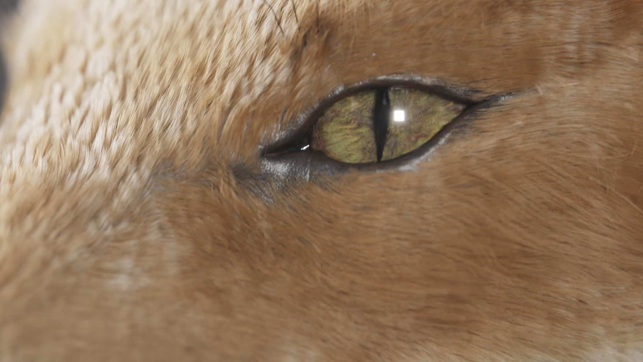red fox 3D model_8