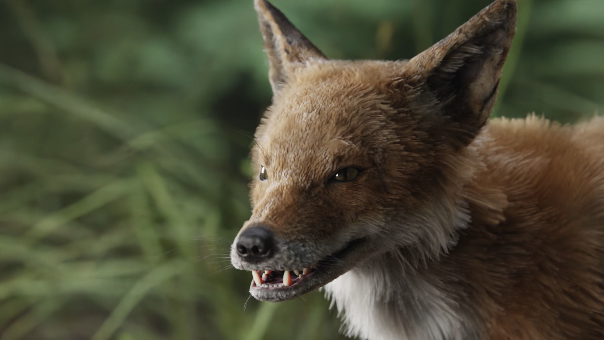 red fox 3D model_5
