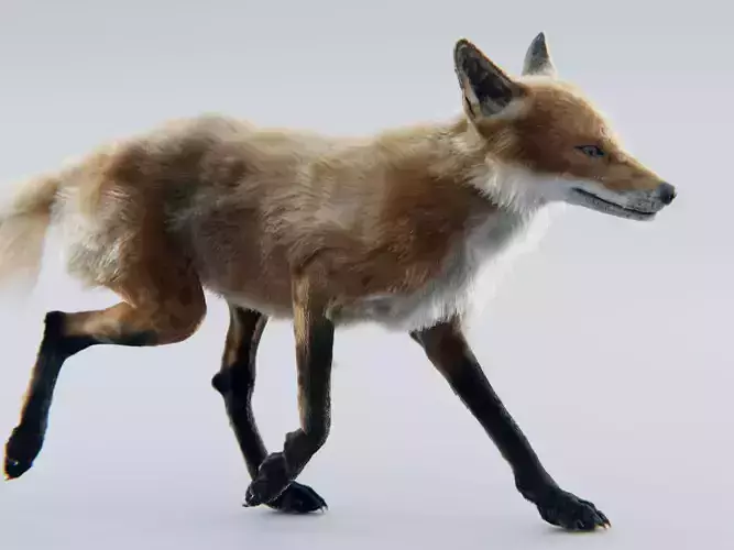 red fox 3D model