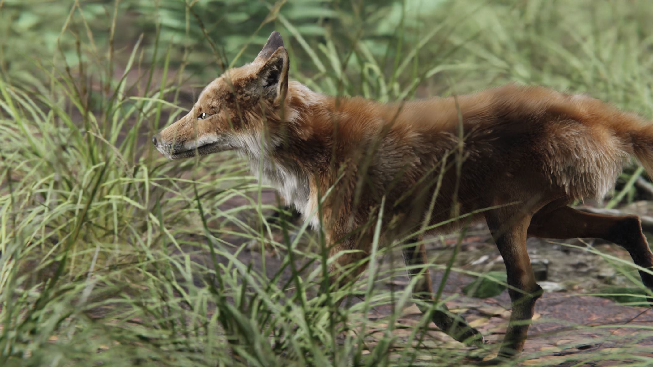 red fox 3D model_3