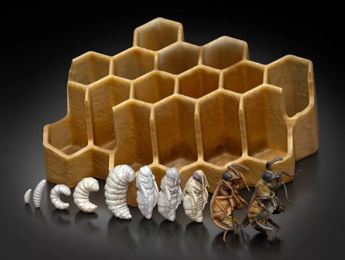 Life cycle of the honey bee 3D print model