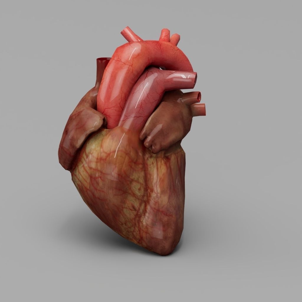Human Heart With Animation  Low-poly 3D model_3