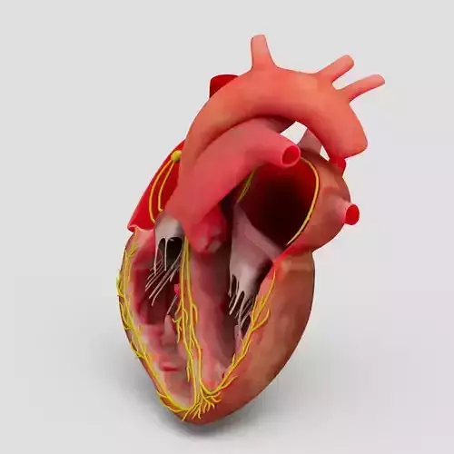 Human Heart With Animation  Low-poly 3D model