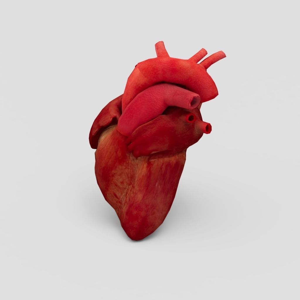 Human Heart With Animation  Low-poly 3D model_1