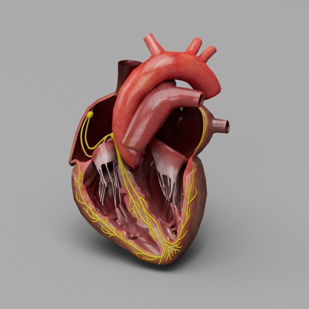 Human Heart With Animation  Low-poly 3D model_2