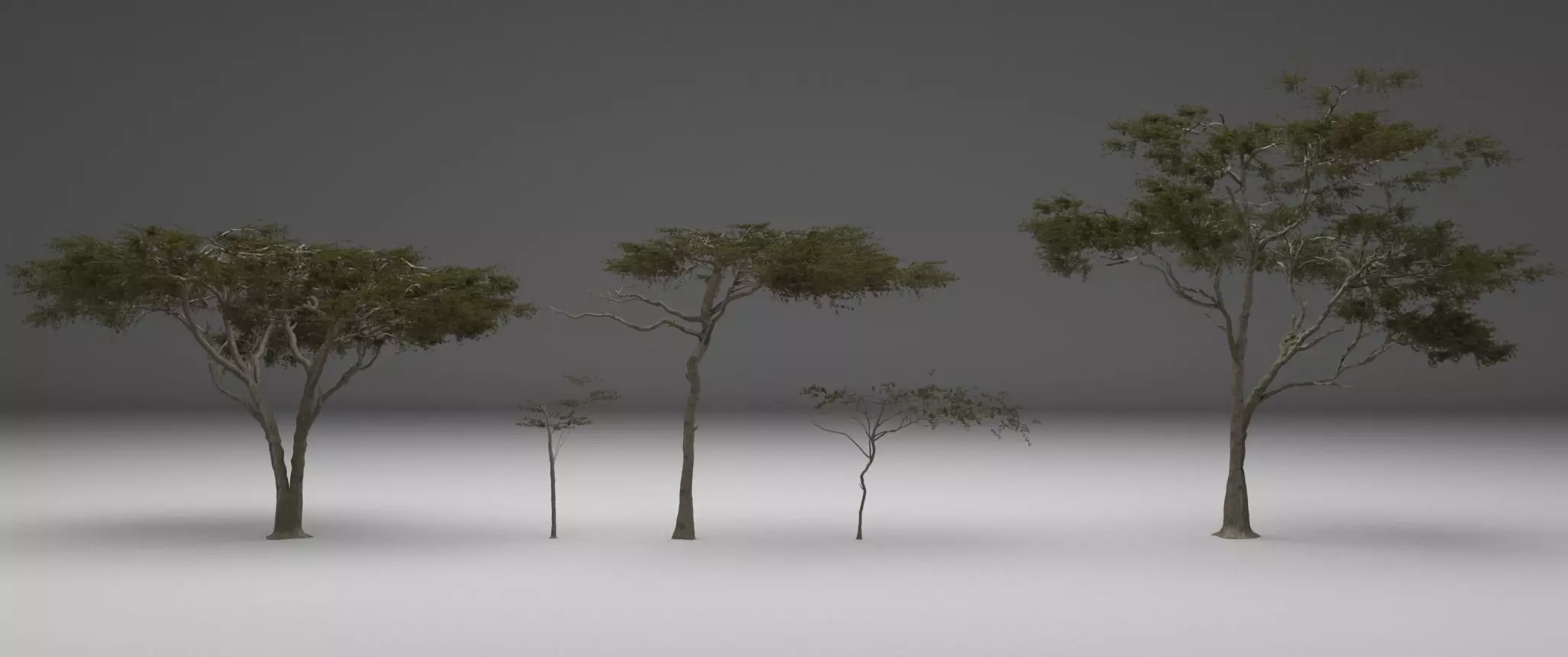 2023 Africa Acacia Tree 3D model_0