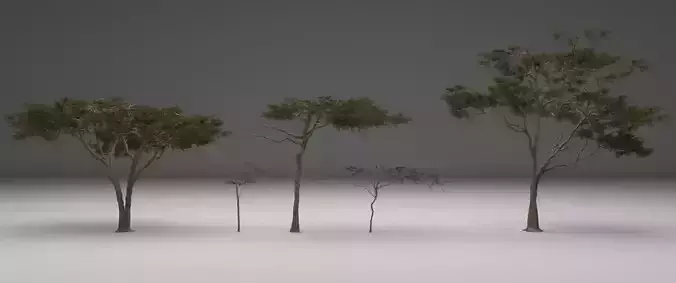 2023 Africa Acacia Tree