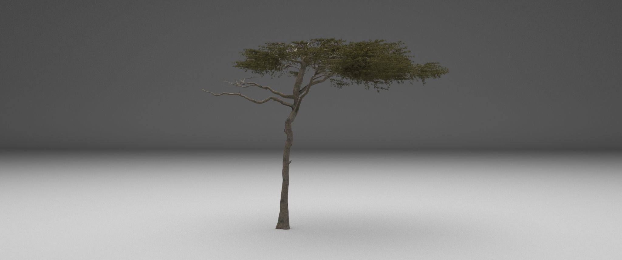 2023 Africa Acacia Tree 3D model_1