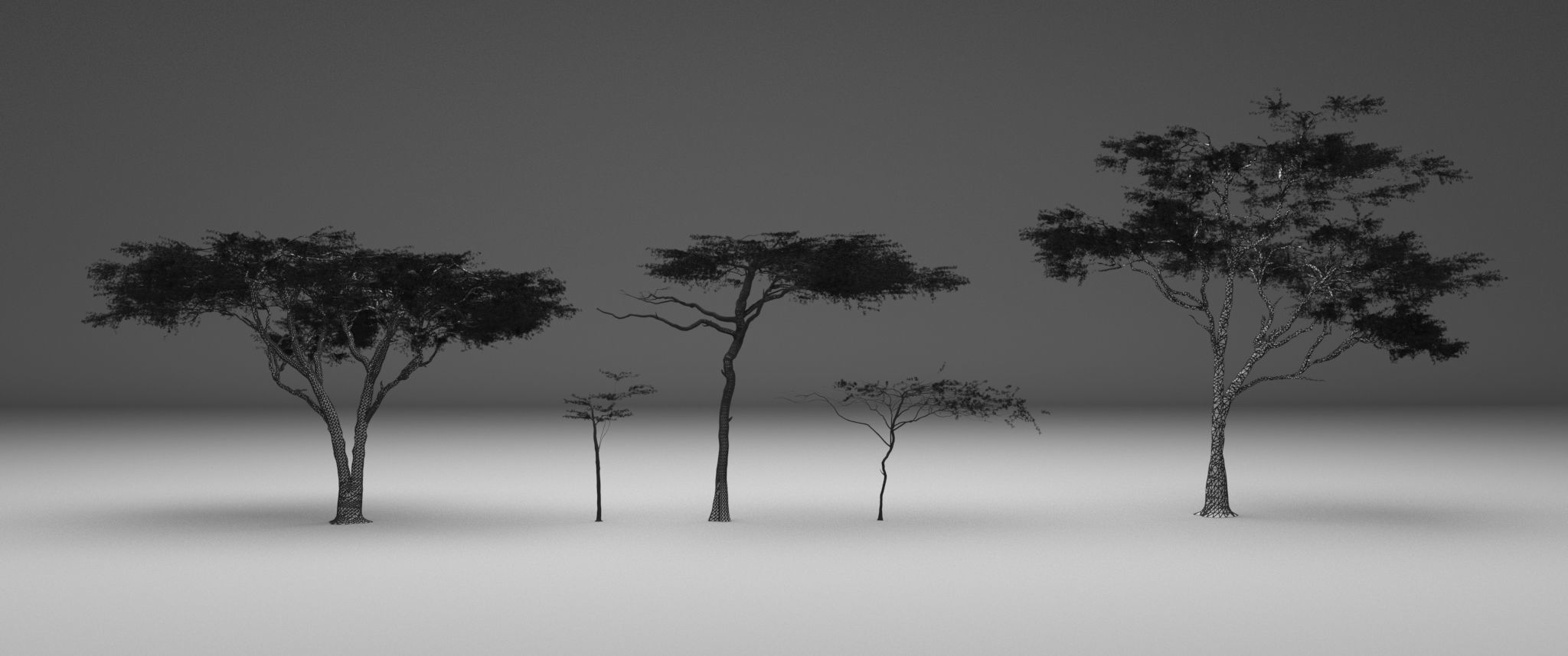 2023 Africa Acacia Tree 3D model_7