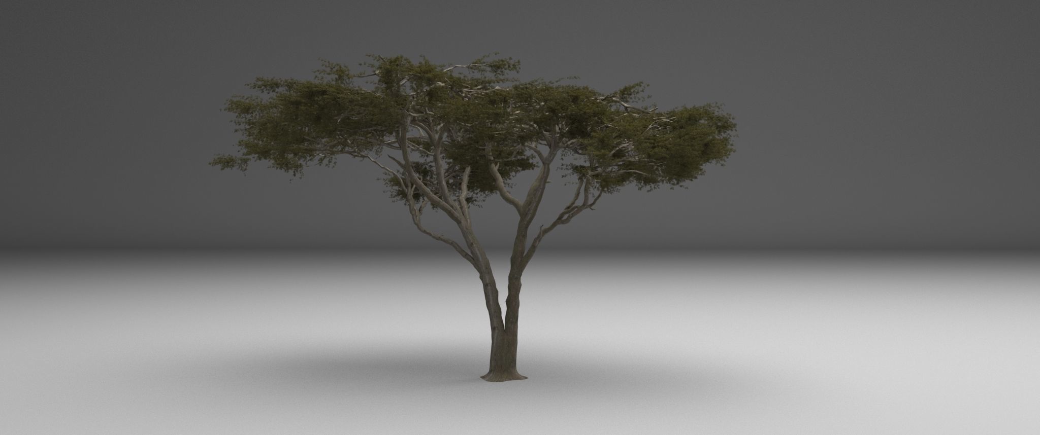 2023 Africa Acacia Tree 3D model_4
