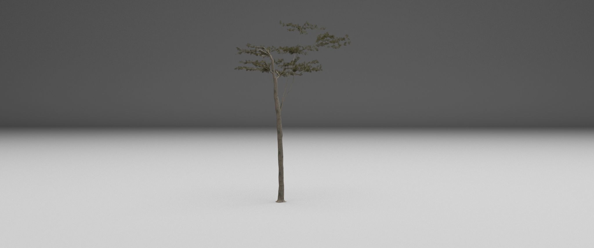 2023 Africa Acacia Tree 3D model_5