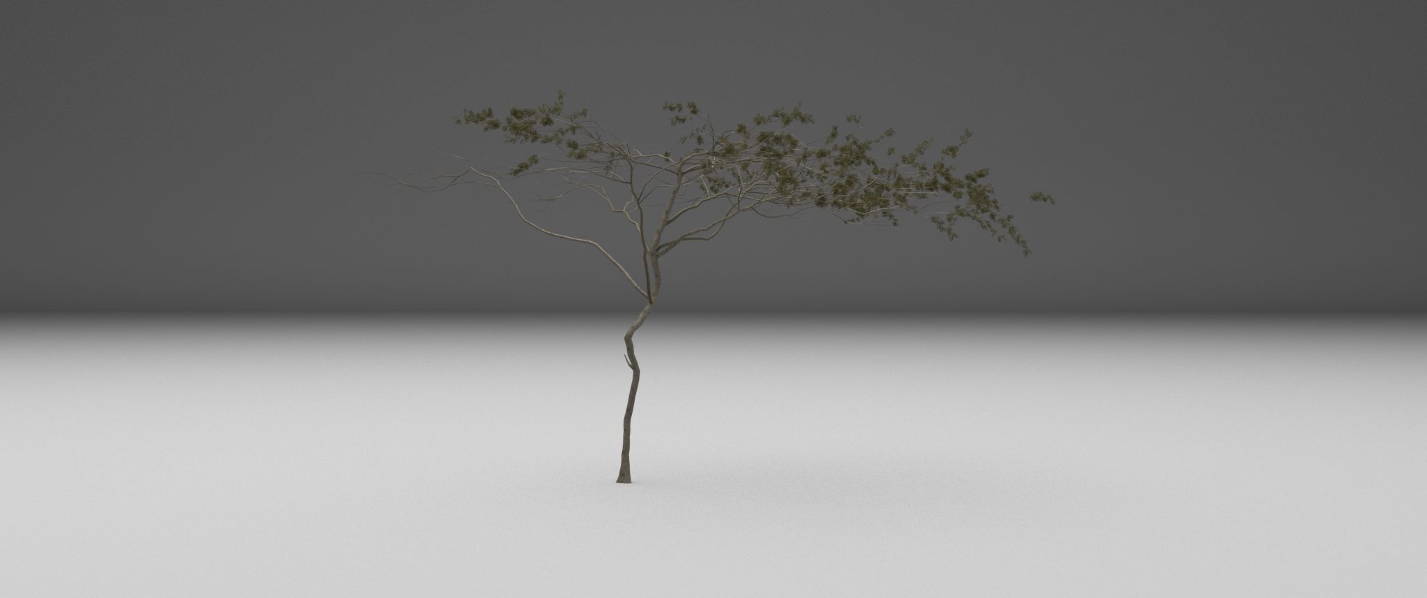 2023 Africa Acacia Tree 3D model_2