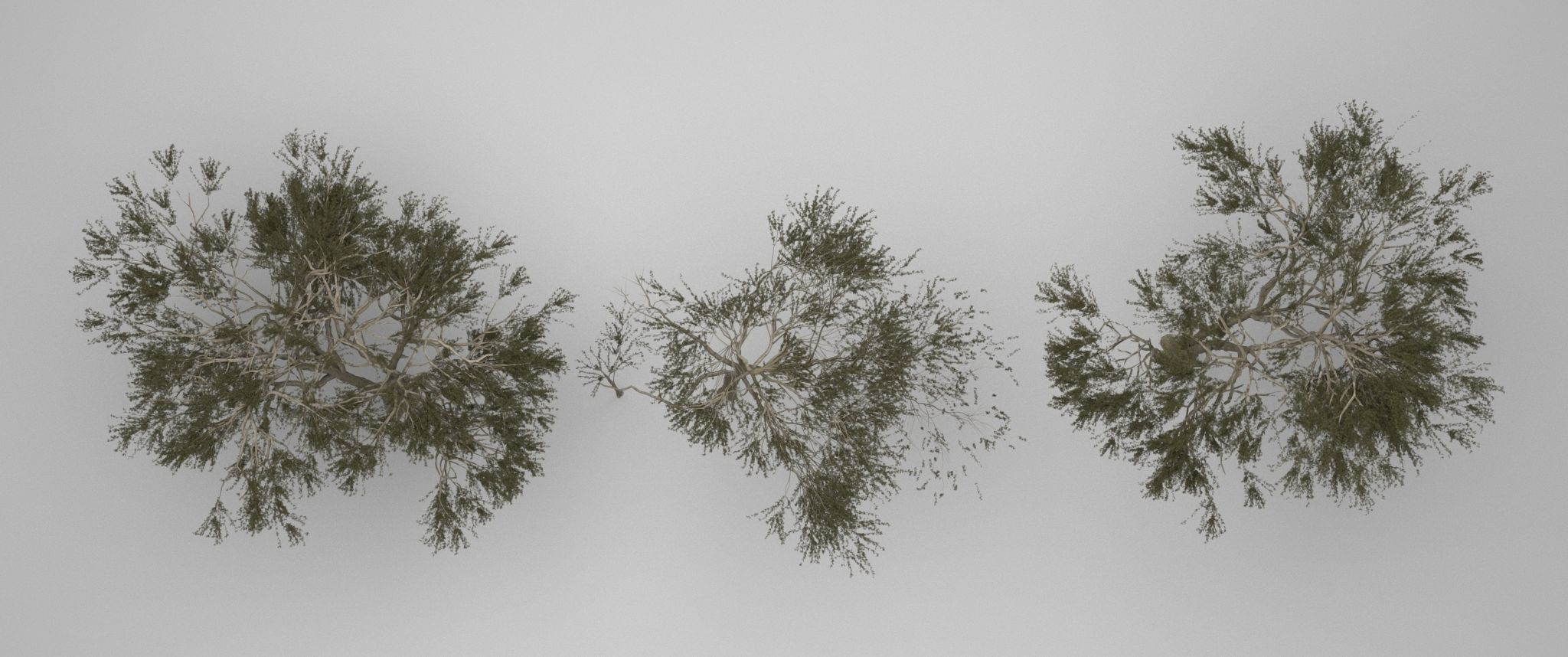 2023 Africa Acacia Tree 3D model_6