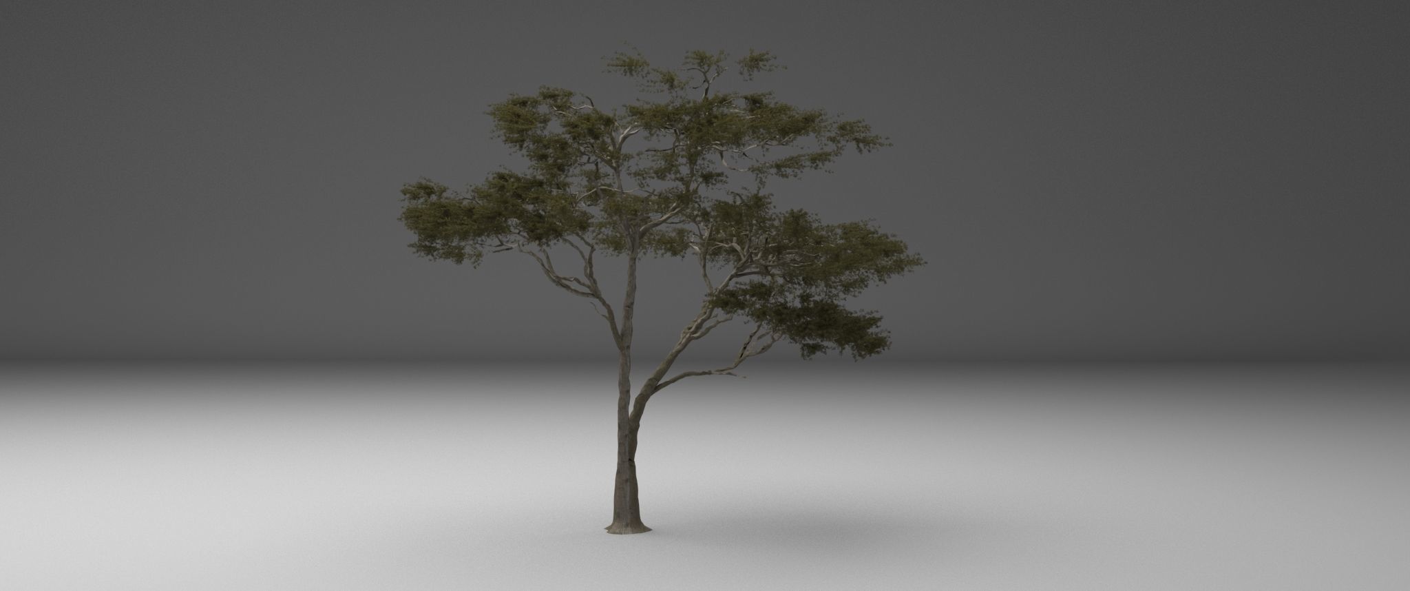 2023 Africa Acacia Tree 3D model_3