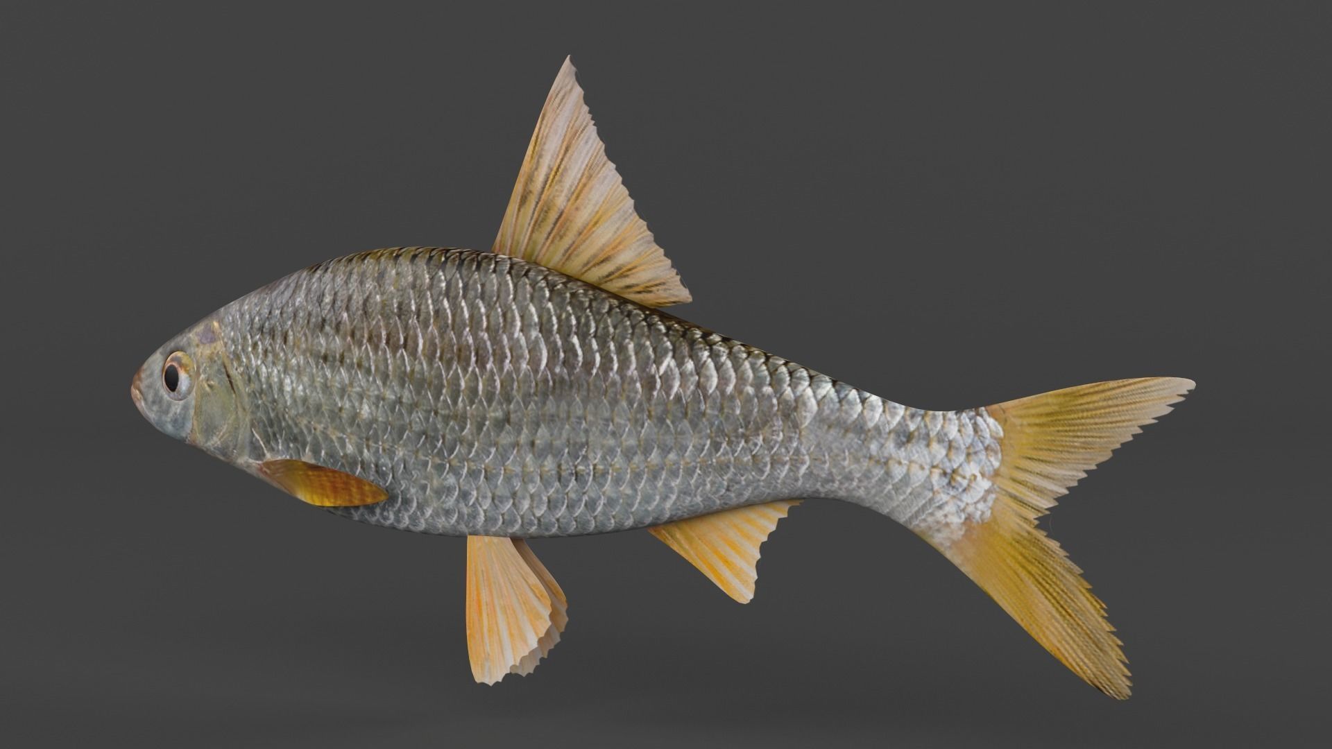 Freshwater Fish 3D model_2