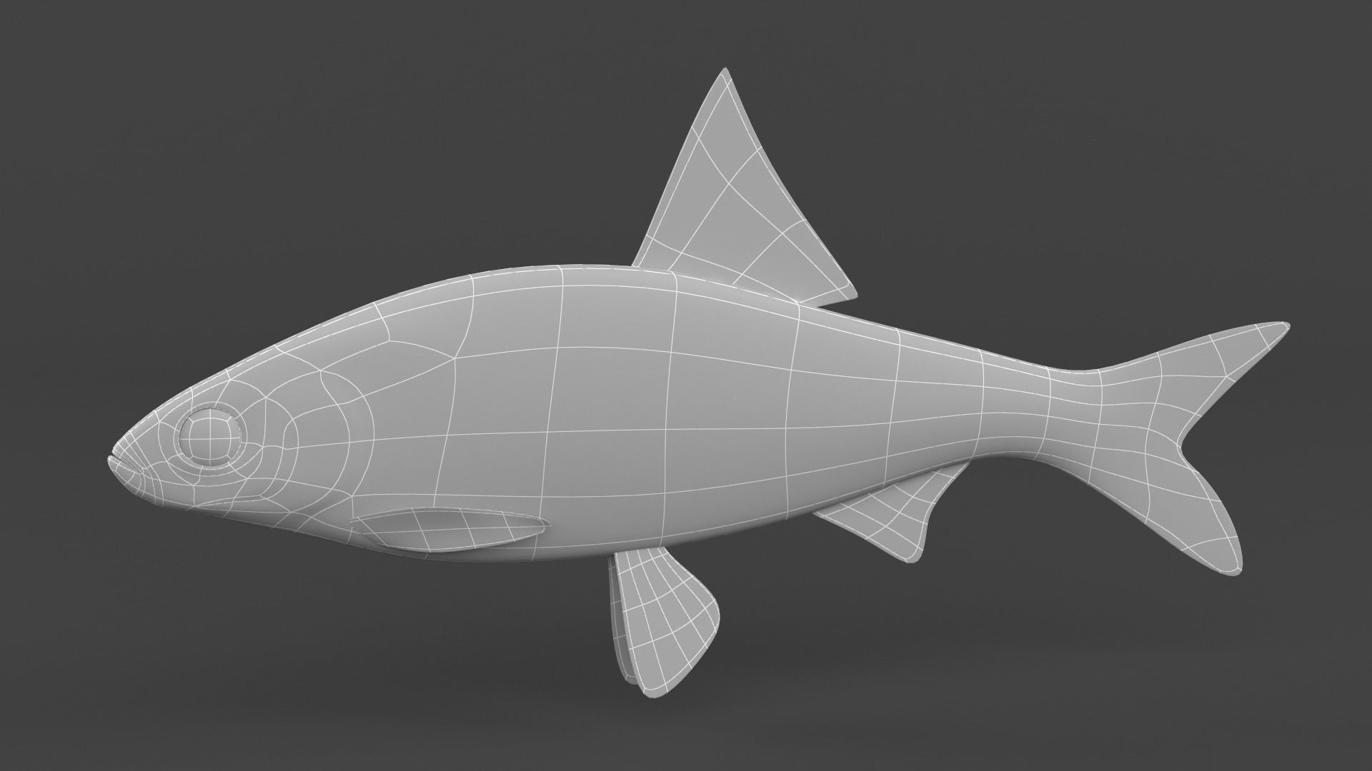 Freshwater Fish 3D model_9