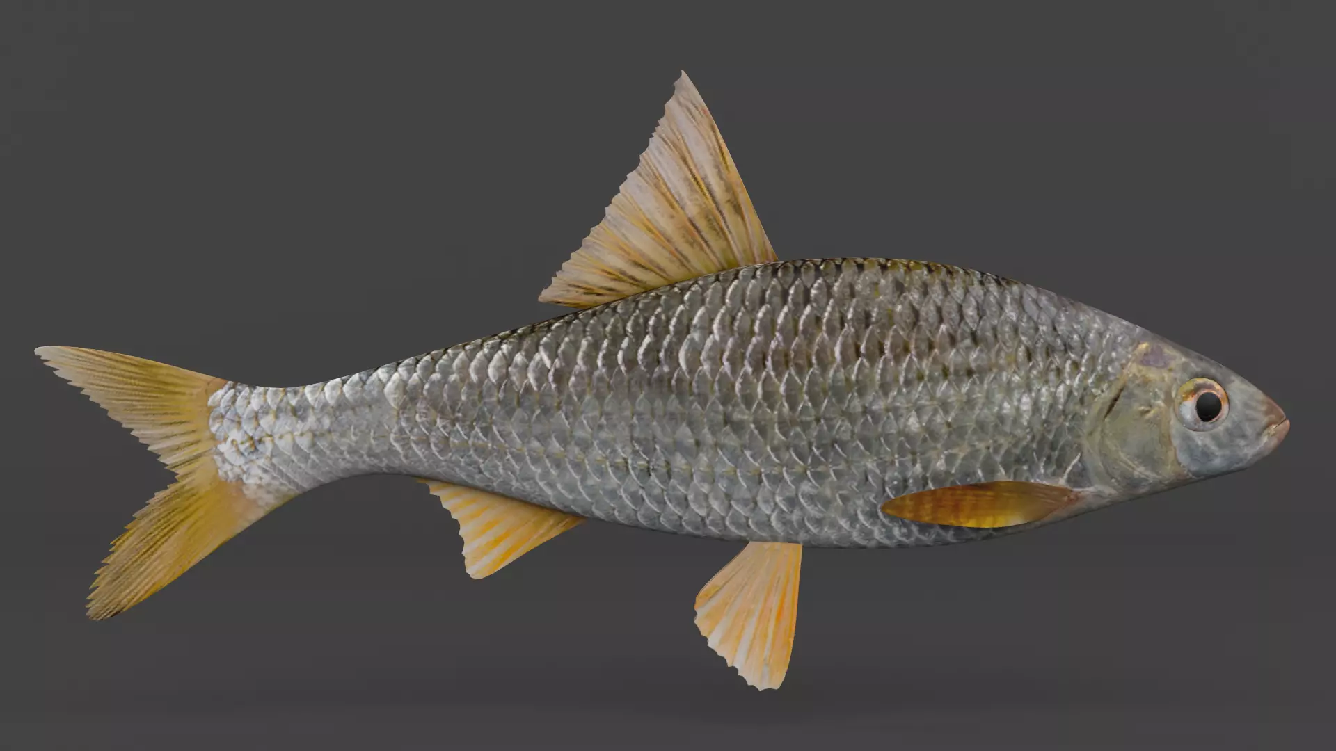 Freshwater Fish 3D model_0