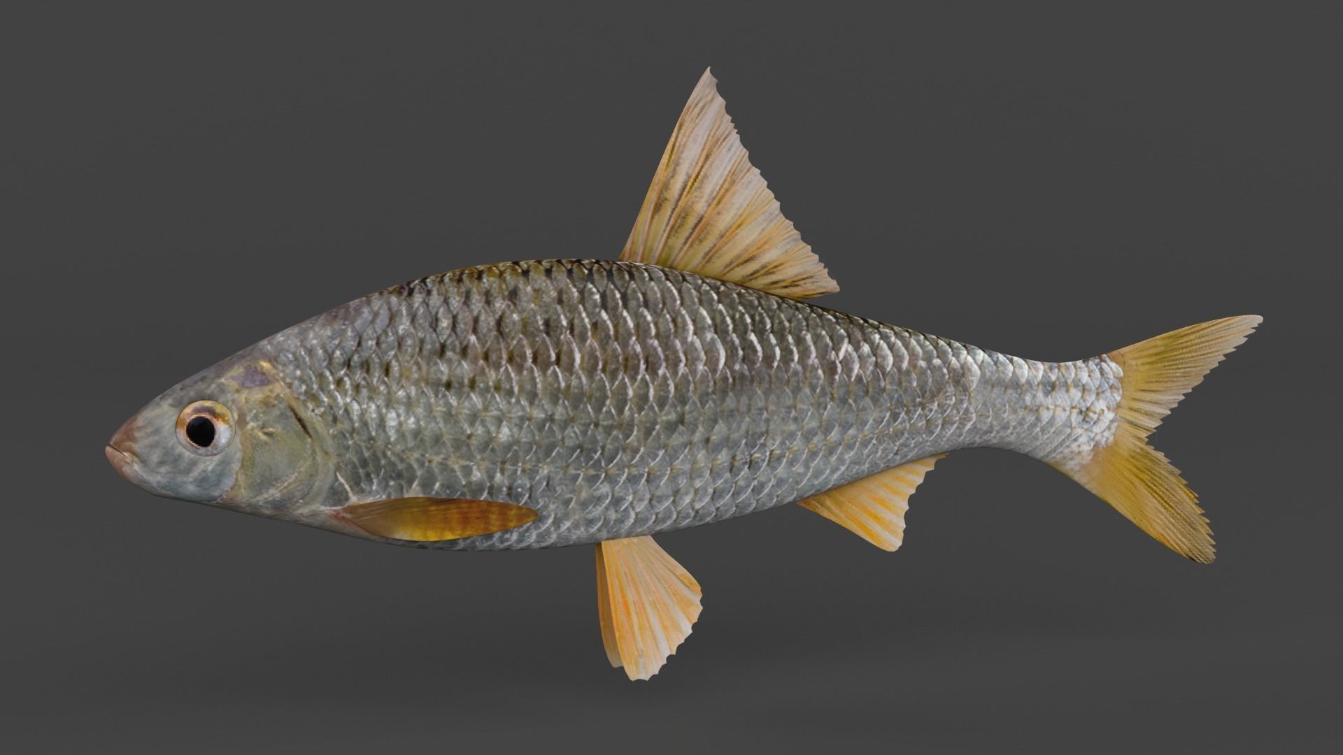 Freshwater Fish 3D model_4