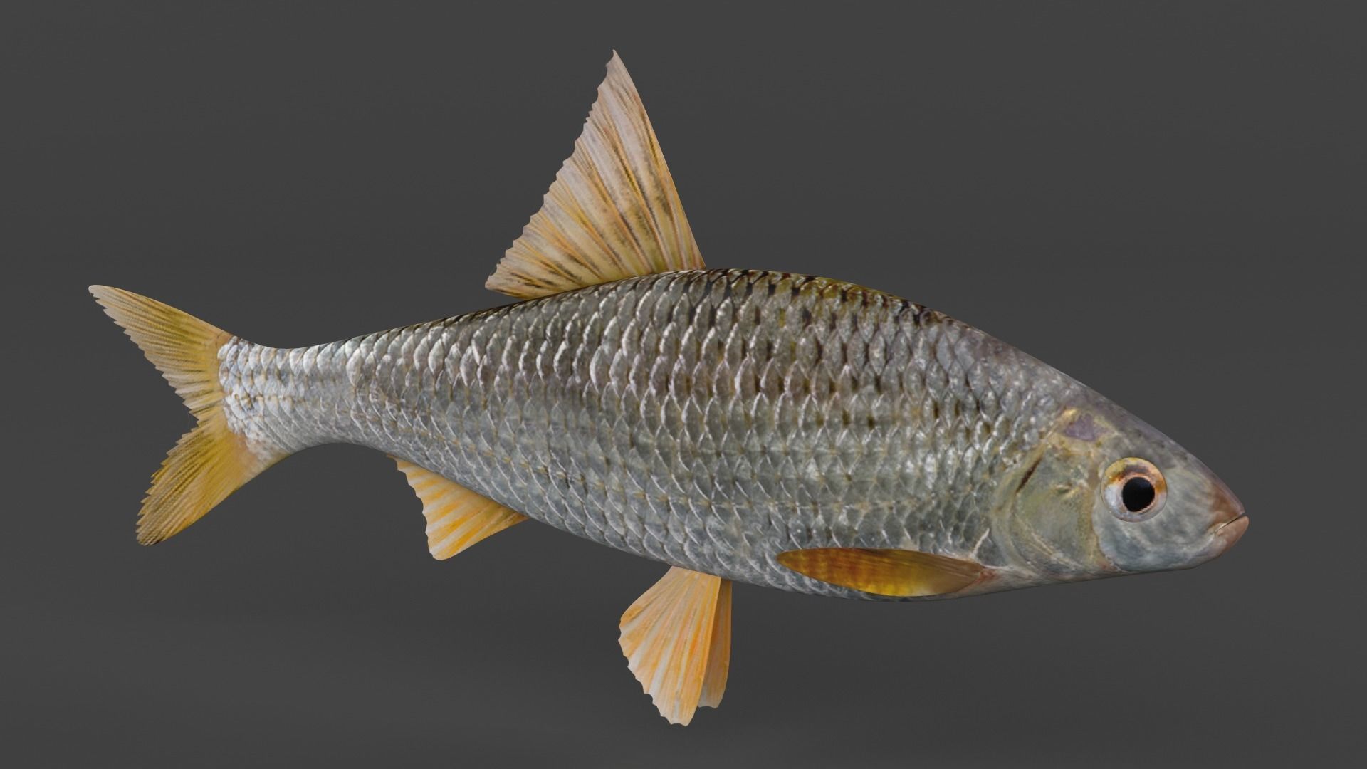 Freshwater Fish 3D model_1