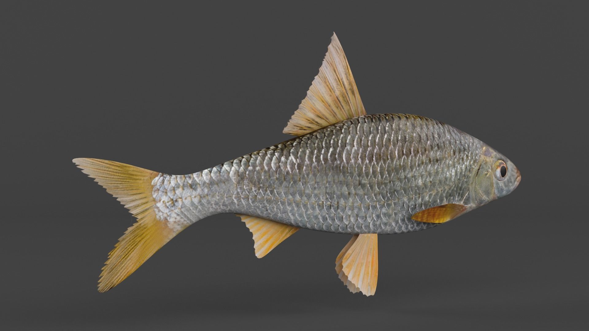Freshwater Fish 3D model_3